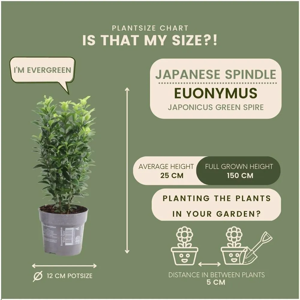 24 x euonymus japonicus 'green spire'