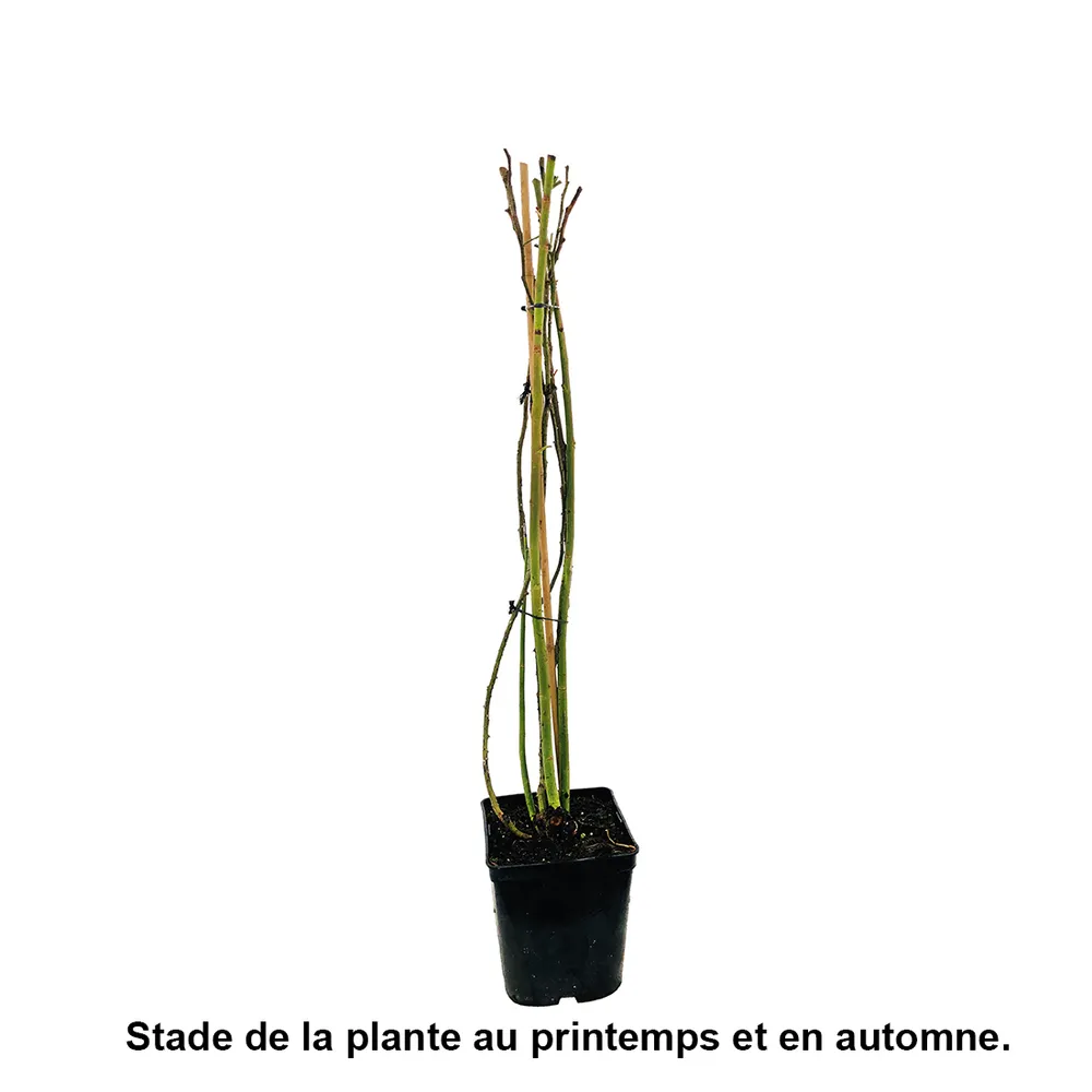 Rosier grimpant 'Valse Des Neiges®' (Tanrezlaw) : pot 5L
