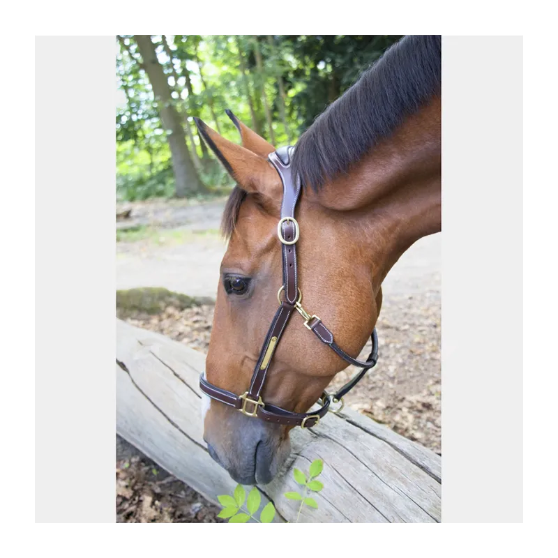 T de T - Licol Cuir Avec Plaque Tetiere Anatomique