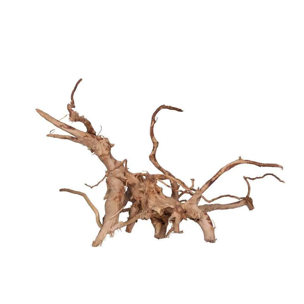 Vigne Rare Rouge Taille L - 30 à 60cm